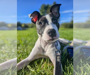 Mutt Dogs for adoption in Gloversville, NY, USA