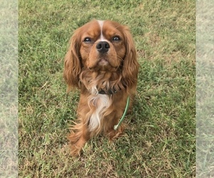 Father of the Cavalier King Charles Spaniel puppies born on 07/06/2026