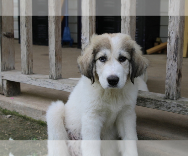 Medium Photo #7 Great Pyrenees Puppy For Sale in WILLS POINT, TX, USA