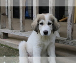 Small Photo #7 Great Pyrenees Puppy For Sale in WILLS POINT, TX, USA