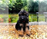 Small #1 German Shepherd Dog