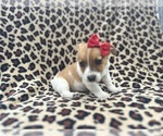 Small #6 Jack Russell Terrier