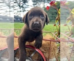 Small #2 Labrador Retriever