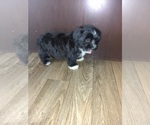 Small #1 Morkie