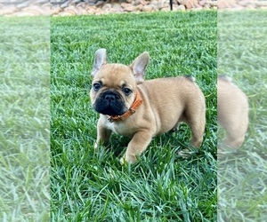 French Bulldog Puppy for Sale in AURORA, Colorado USA
