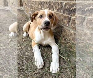 Shepradors Dogs for adoption in McKinney, TX, USA