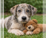 Small Jack Russell Terrier