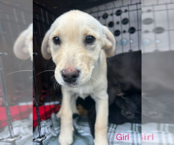 Medium Photo #1 Shepradors Puppy For Sale in Aurora, IN, USA