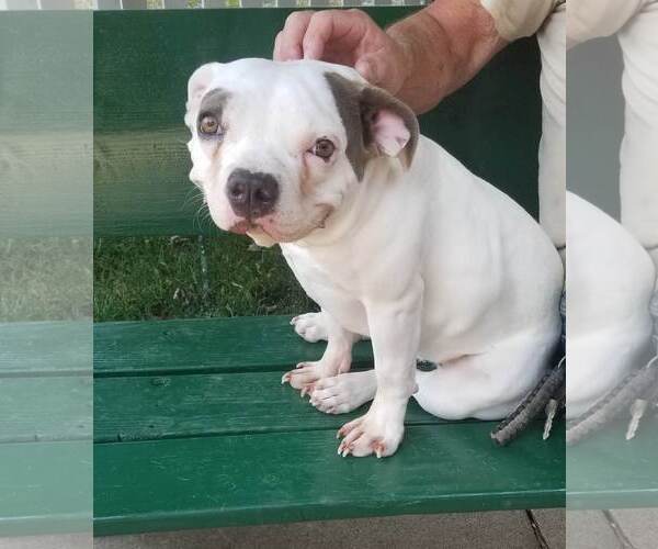 Medium Photo #4 Mutt Puppy For Sale in Columbus, IN, USA