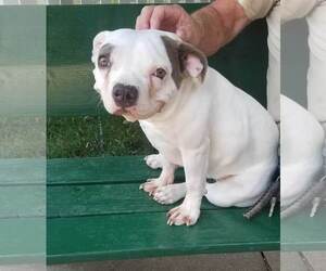 Lulu - Female Mutt Dog for Adoption - Photo #4