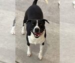 Small Mutt
