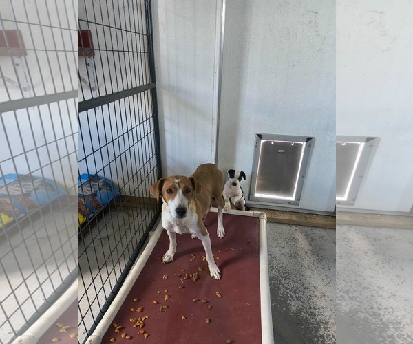 Medium Photo #4 American Foxhound-Jack Russell Terrier Mix Puppy For Sale in Stover, MO, USA