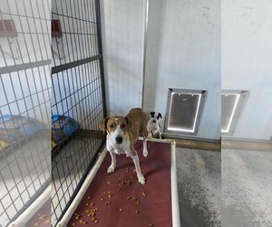Ellie (Oma) - Female American Foxhound-Jack Russell Terrier Mix Dog for Adoption - Photo #4