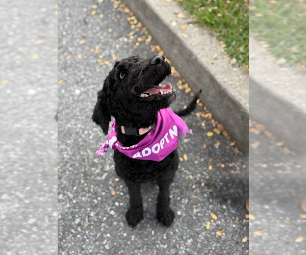 Medium Photo #3 Mutt Puppy For Sale in Shermans Dale, PA, USA