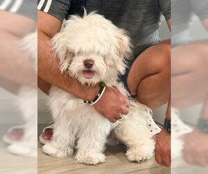 Maltese-Unknown Mix Dogs for adoption in Fremont, CA, USA