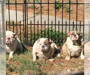 Mother of the Bulldog puppies born on 10/16/2023