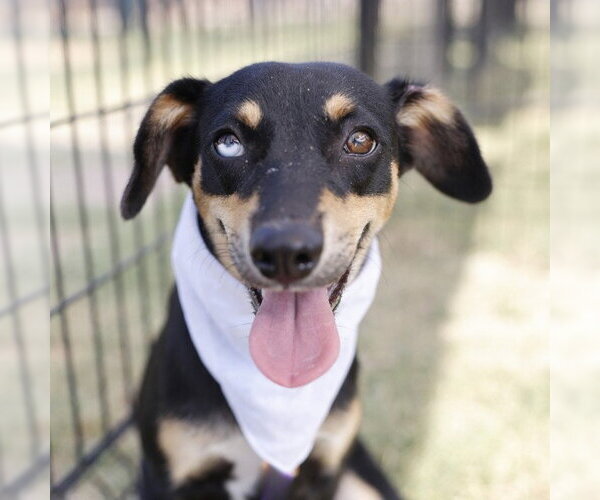 Medium Photo #1 Mutt Puppy For Sale in San Antonio, TX, USA