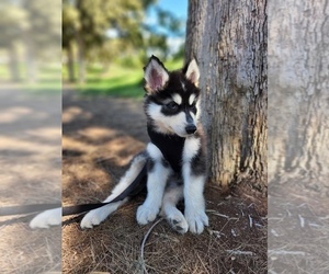 Alaskan Malamute-Wolf Hybrid Mix Puppy for sale in NEVADA CITY, CA, USA