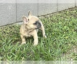 Small Photo #2 French Bulldog Puppy For Sale in SEBRING, FL, USA