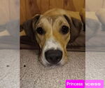 Small #1 Catahoula Leopard Dog-Labrador Retriever Mix