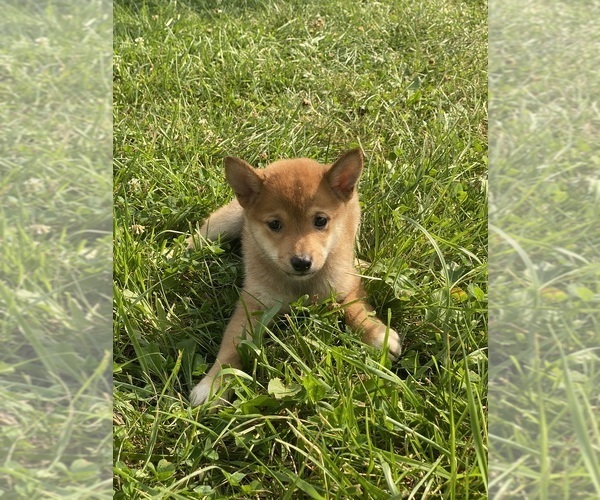 Medium Photo #6 Shiba Inu Puppy For Sale in CANOGA, NY, USA