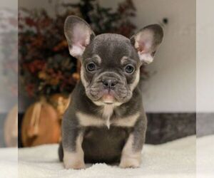French Bulldog Puppy for sale in EAST EARL, PA, USA