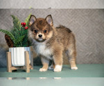 Puppy WIlla Pomsky