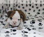 Small Photo #2 English Bulldog Puppy For Sale in POUND RIDGE, NY, USA