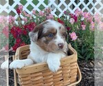 Small Photo #4 Miniature Australian Shepherd Puppy For Sale in PORT ROYAL, PA, USA