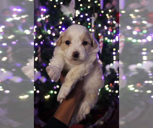 Medium Photo #4 Poovanese Puppy For Sale in LOUISVILLE, KY, USA