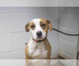 Mutt Dogs for adoption in Mountain Home, AR, USA