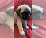 Small Photo #13 Mastiff Puppy For Sale in FARMINGTON, WV, USA