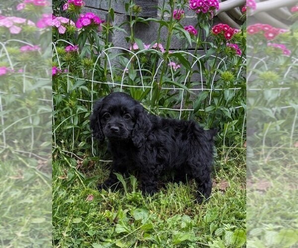 Medium Photo #10 Cock-A-Poo Puppy For Sale in SALEM, MO, USA