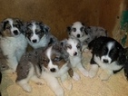 Small Photo #9 Australian Shepherd Puppy For Sale in DUVALL, WA, USA