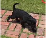 Small Photo #4 Labradoodle Puppy For Sale in OZARK, AL, USA