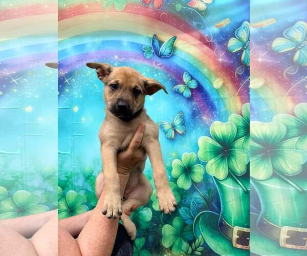 Medium Photo #6 Mutt Puppy For Sale in Pompano Beach , FL, USA