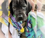 Small Photo #7 Great Dane Puppy For Sale in MARICOPA, AZ, USA