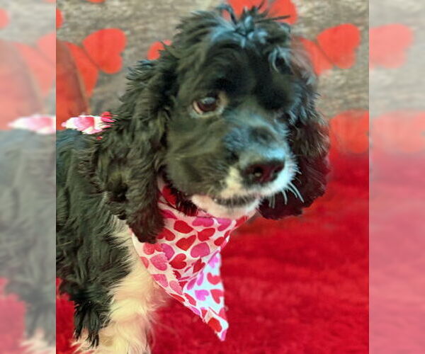 Medium Photo #5 Cocker Spaniel Puppy For Sale in Arlington, VA, USA