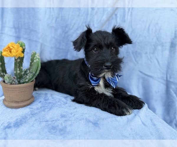 Medium Photo #5 Schnauzer (Miniature) Puppy For Sale in LAKELAND, FL, USA