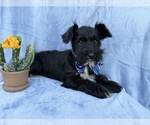 Small #4 Schnauzer (Miniature)