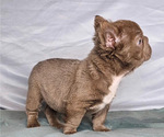 Small #2 French Bulldog