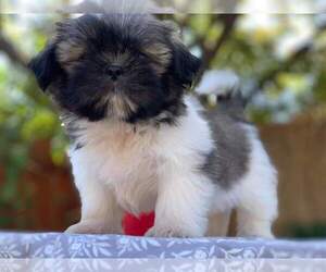 Shih Tzu Puppy for sale in FRESNO, CA, USA