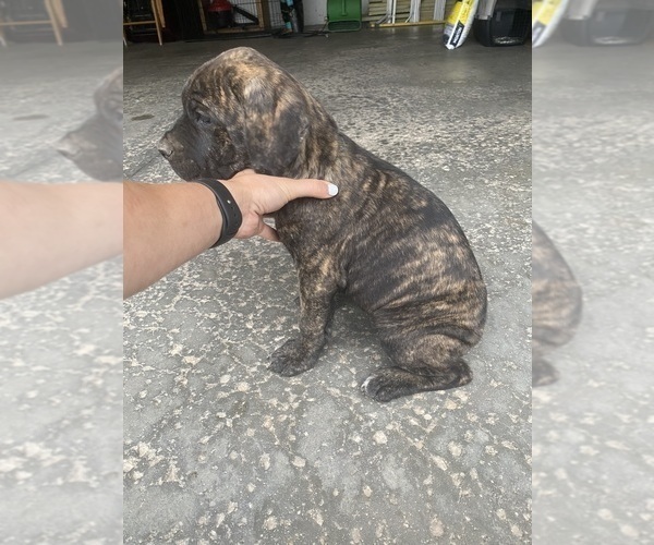 Medium Photo #1 Cane Corso Puppy For Sale in MAYVILLE, WI, USA