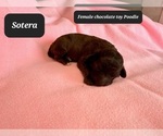 Small #1 Poodle (Toy)