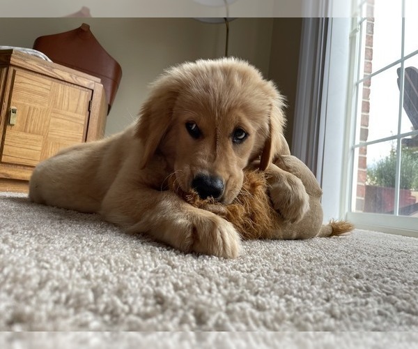 View Ad Golden Retriever Puppy for Sale near Michigan, OXFORD, USA