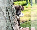 Small #6 Mutt