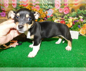 Dachshund Puppy for sale in HAMMOND, IN, USA
