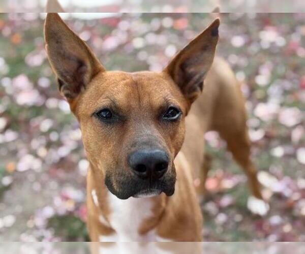 Medium Photo #2 Mutt Puppy For Sale in Tulsa, OK, USA