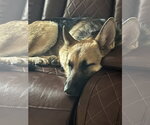 Small #2 German Shepherd Dog Mix