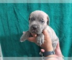 Small Photo #8 Cane Corso Puppy For Sale in COLUMBIA, SC, USA